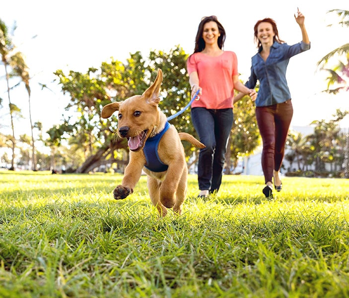 friends walking a puppy at park near lumena on satellite beach