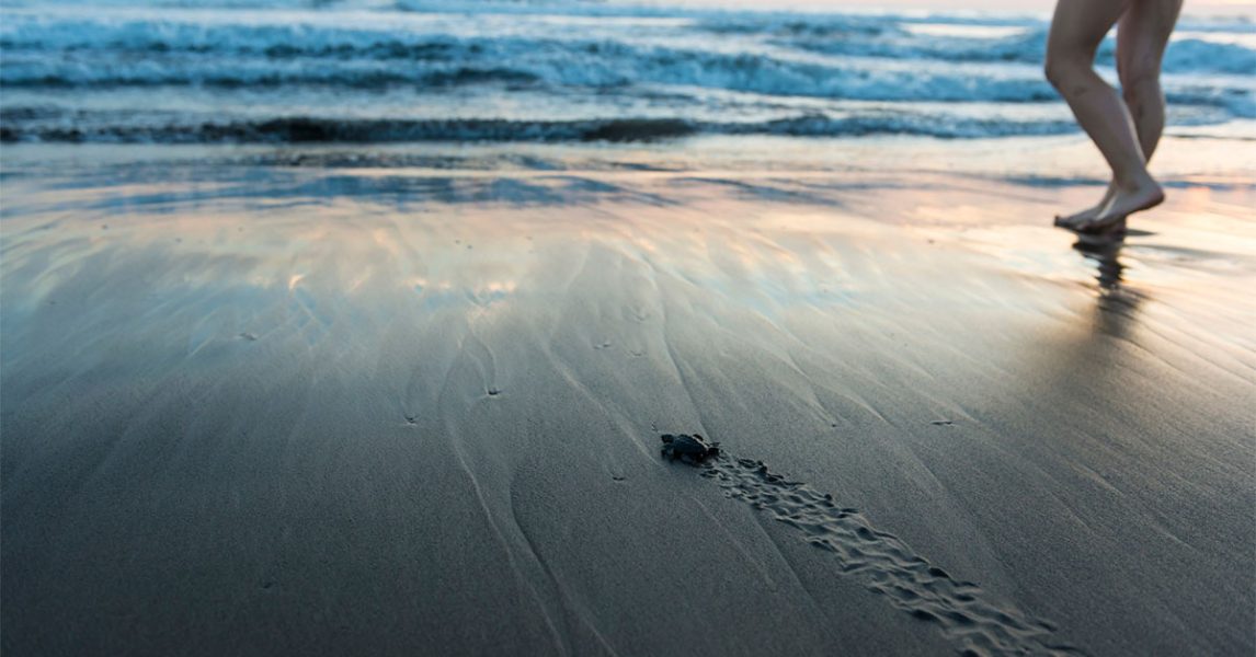 Florida's Turtle Preserve at Hightower Beach Park in Satellite Beach