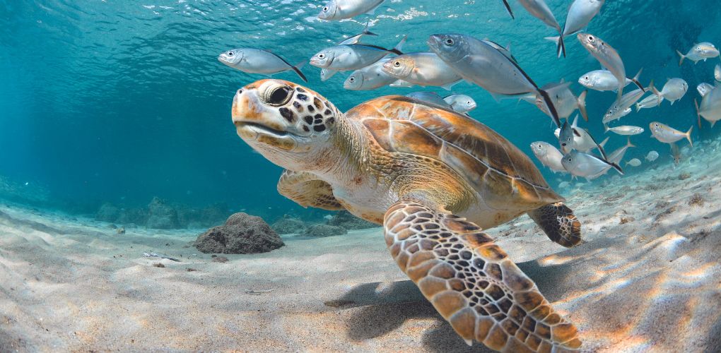 Sea turtle underwater on Florida's Space Coast