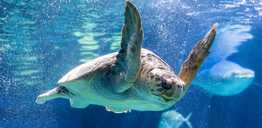 Sea Turtle underwater - Florida's Space Coast