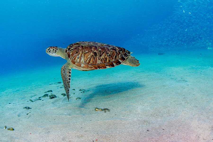 Sea turtle swimming underwater above sandy ocean floor