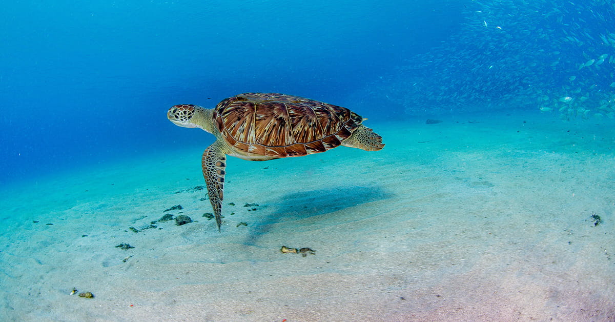 Sea turtle swimming underwater above sandy ocean floor