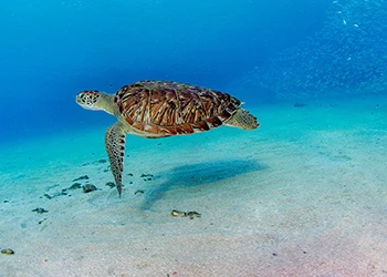 Sea turtle swimming underwater above sandy ocean floor